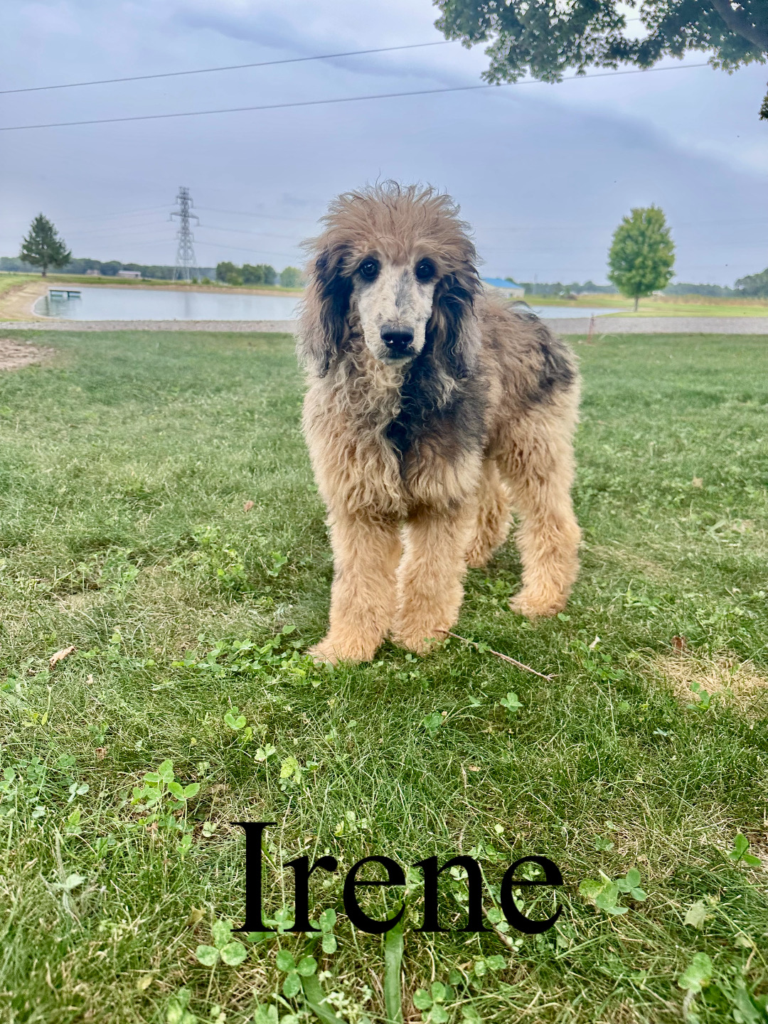 Irene 1